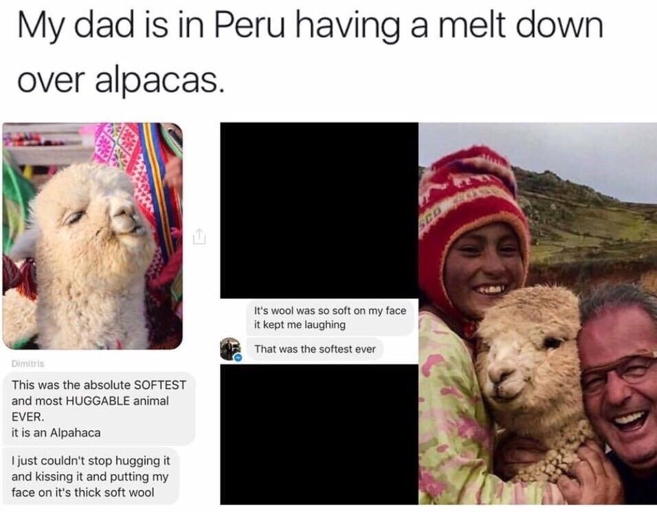 I wish I was as happy as this guy is just by meeting an alpaca. - meme