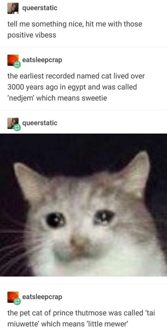 Egyptian Cattos - meme