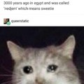 Egyptian Cattos