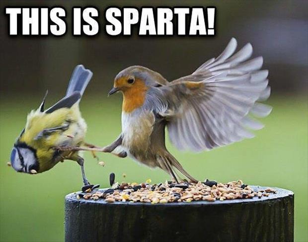 Pájaro Spartano - meme