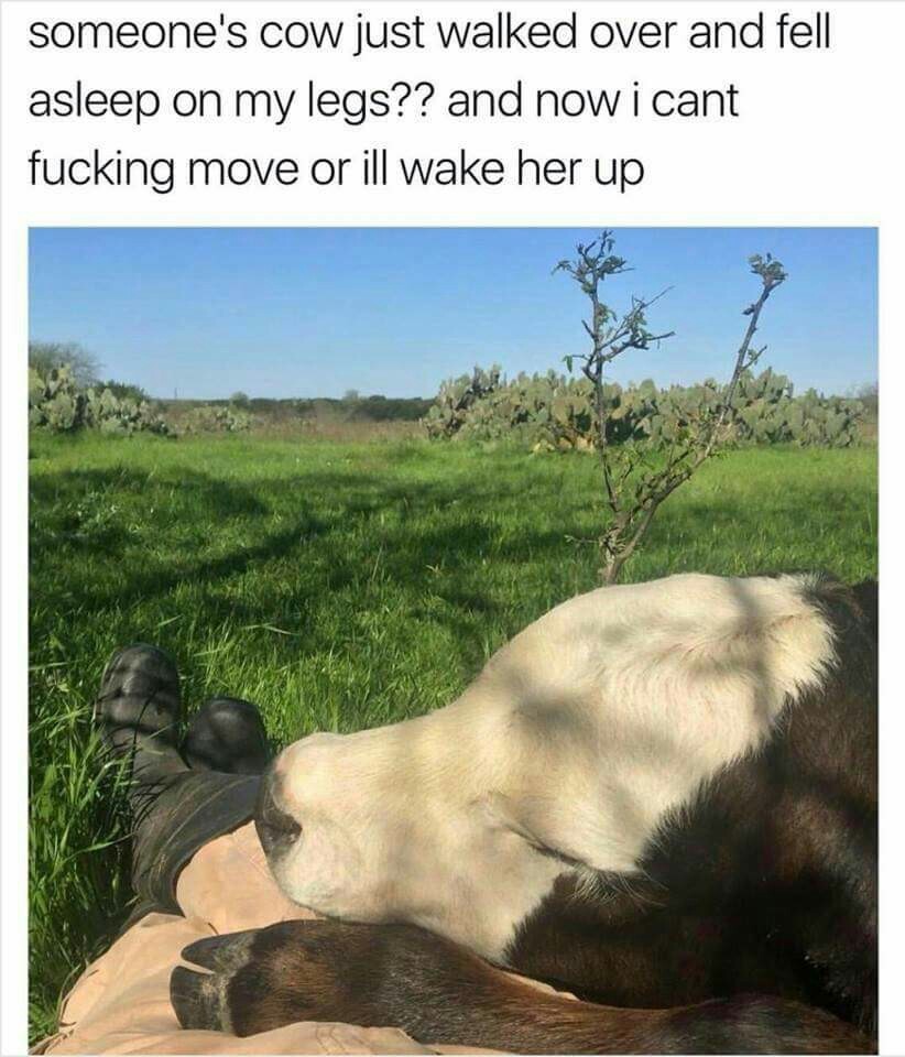 4th comment wakes this cow up! - meme