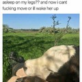 4th comment wakes this cow up!