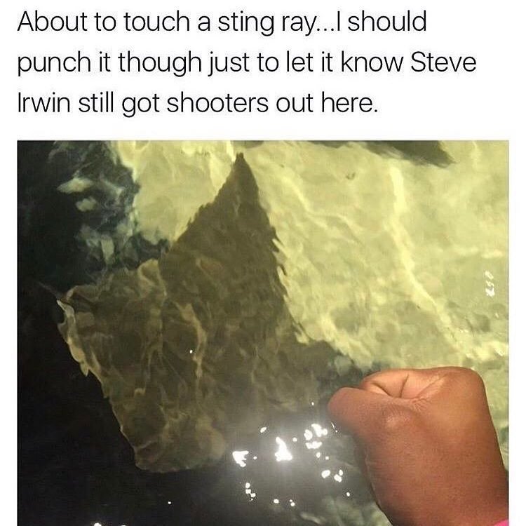 Steve Irwin - meme