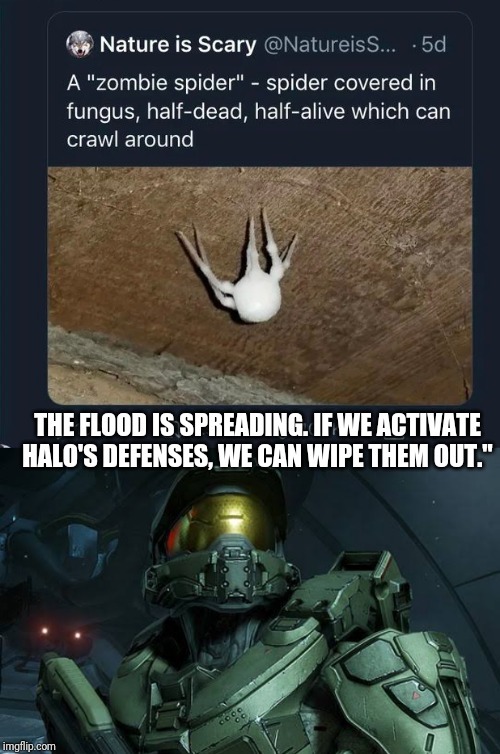 The flood must be stopped at all cost - meme