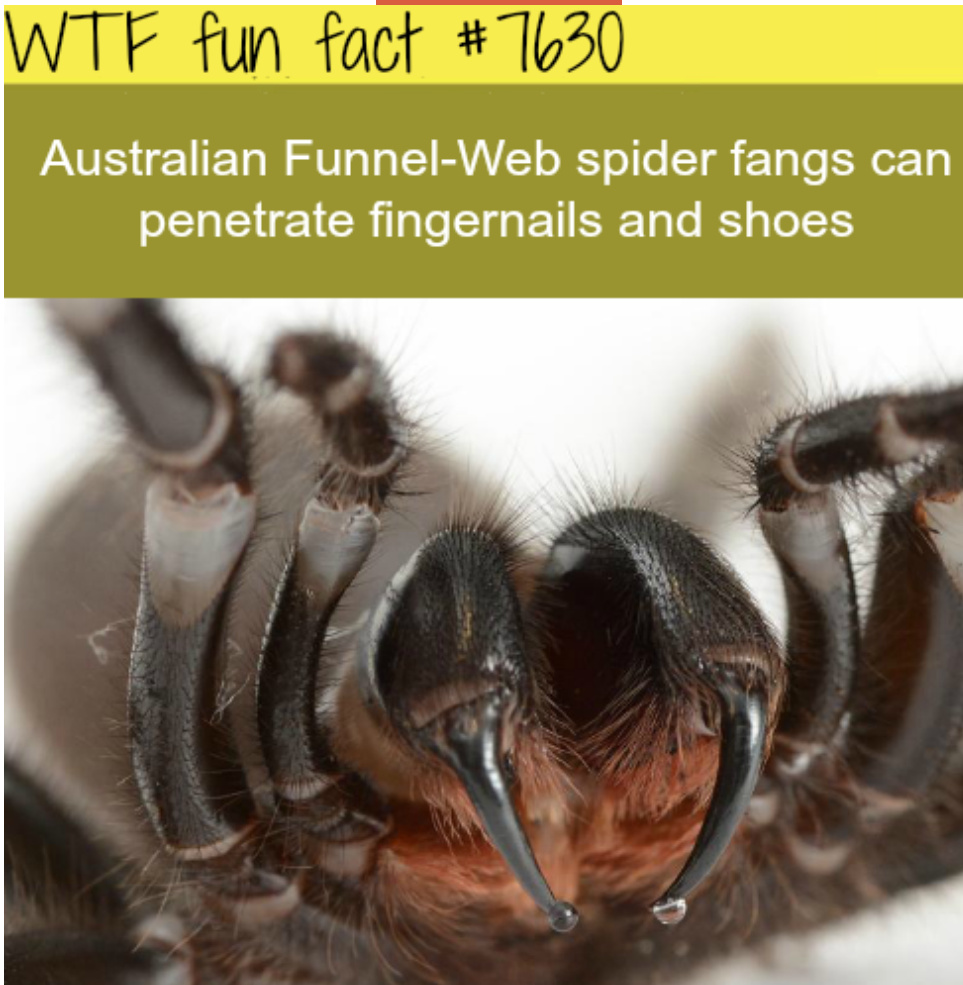 Funnel-web spider перевод на русский. Dark coloured funnel web spider. Паутина воронка. Funnel web spider перевод. Atrax robustus паук.