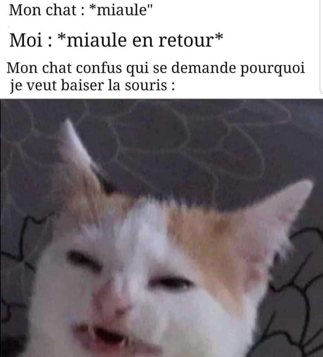 Miaou - meme