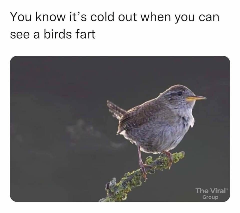 When birds fart - meme