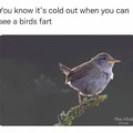 When birds fart