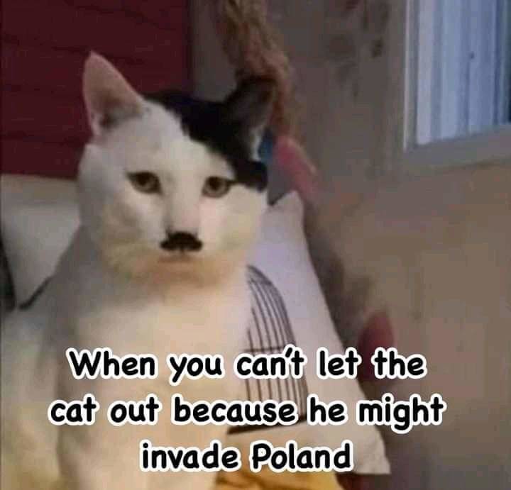Heil katto - meme