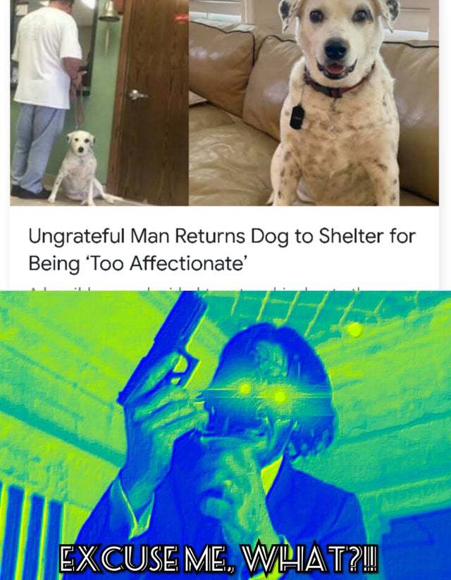 Ungrateful man returns dog to shelter for being too affectionate - meme