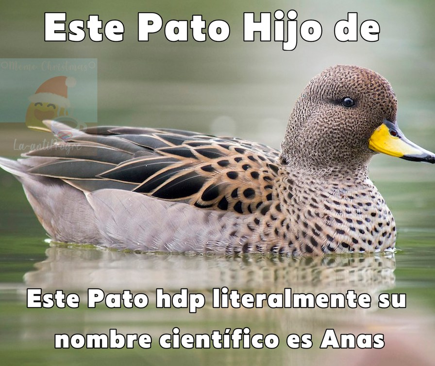 Literalmente su nombre científico es Anas flavirostris, y su otro género de aves también [Contexto: Es un pato de superficie llamado Pato Jergon Chico, y su nombre científico es Anas] - meme