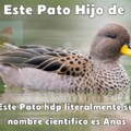 Literalmente su nombre científico es Anas flavirostris, y su otro género de aves también [Contexto: Es un pato de superficie llamado Pato Jergon Chico, y su nombre científico es Anas]
