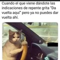 Meme gato conductor