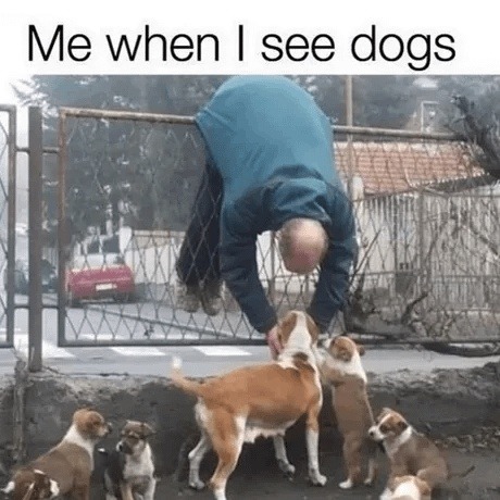 Me when I see dogs: full serotonin activation - meme