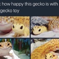 Gecko bro