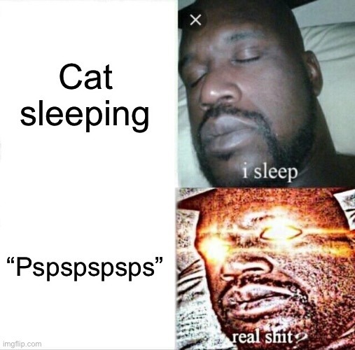 Cat - meme