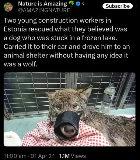 Wolf rescue story - meme