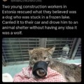 Wolf rescue story