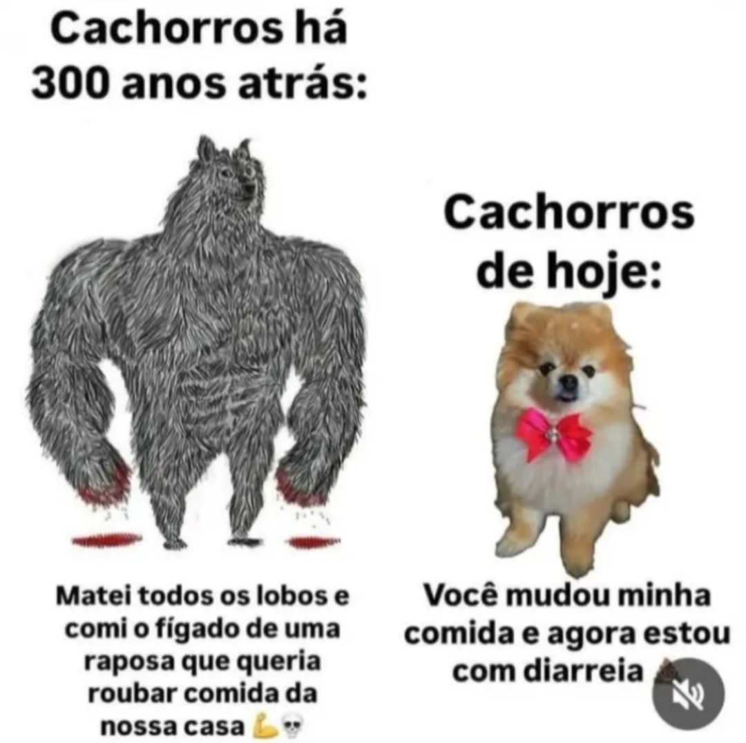 Cachorros - meme