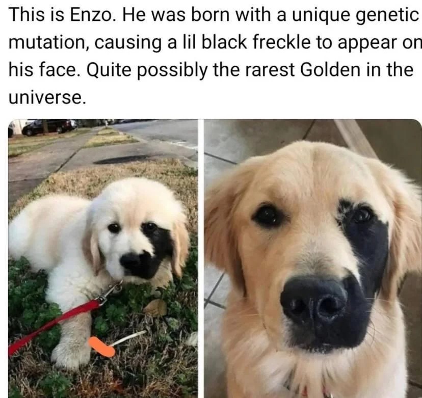 Enzo is literally a one-in-a-million dog - meme