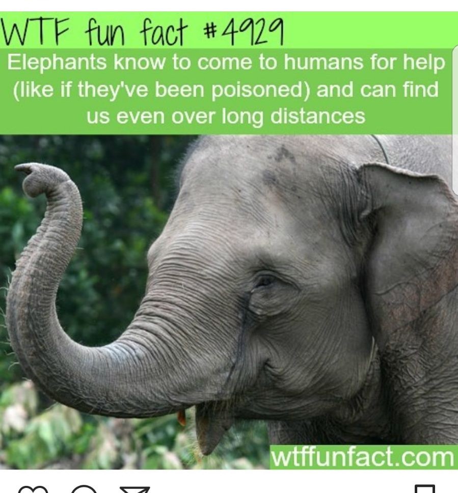 Facts - meme