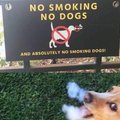 no smoking bitch