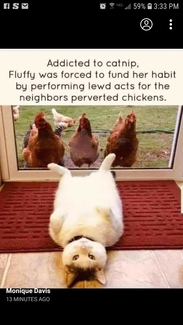 Some kittys is so easy - meme