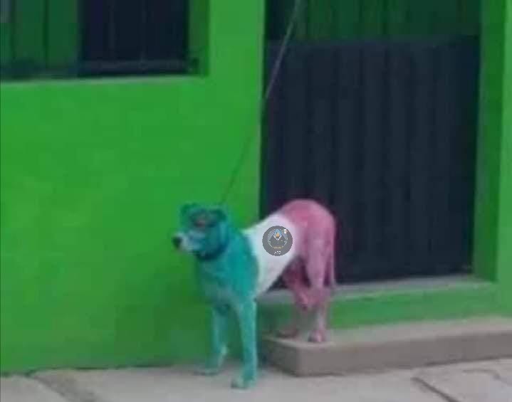 Mexican dog - meme