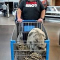 Walmart - Is buying that pig or bringing it to shop with him?