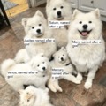 Naming your pets