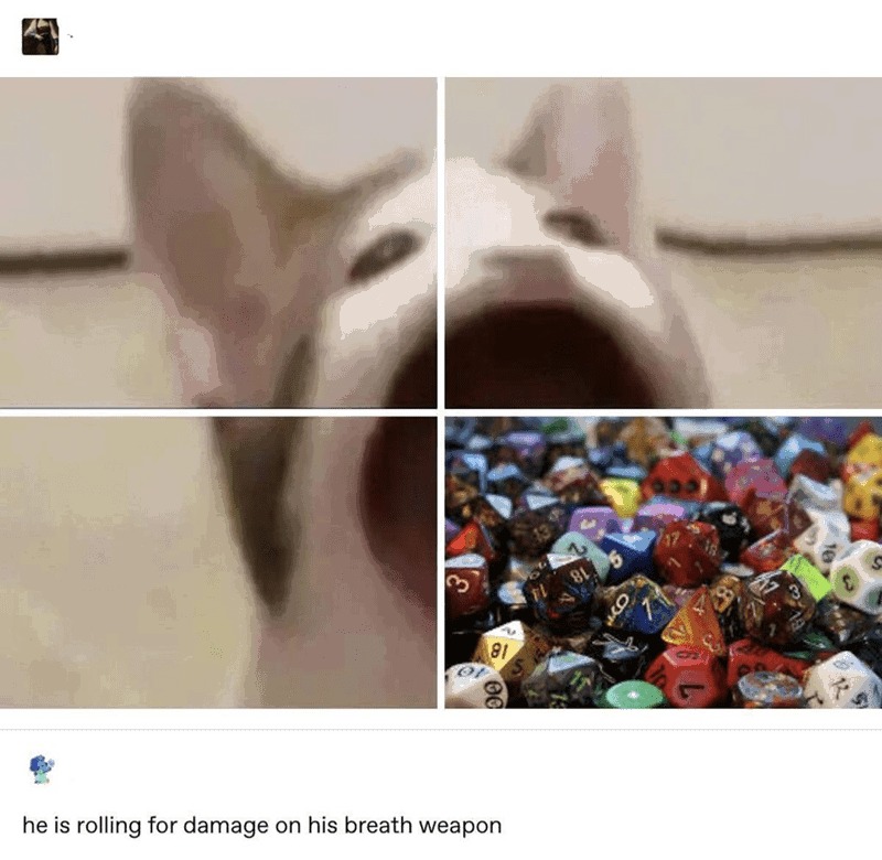 You take *pour out all dice from dice bag* damage from the cat - meme