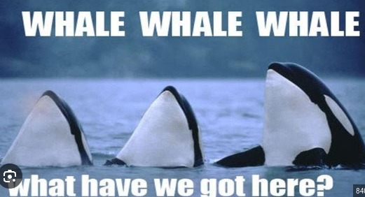 Whale, whale, whale - meme