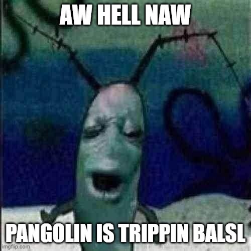 August 1st - meme