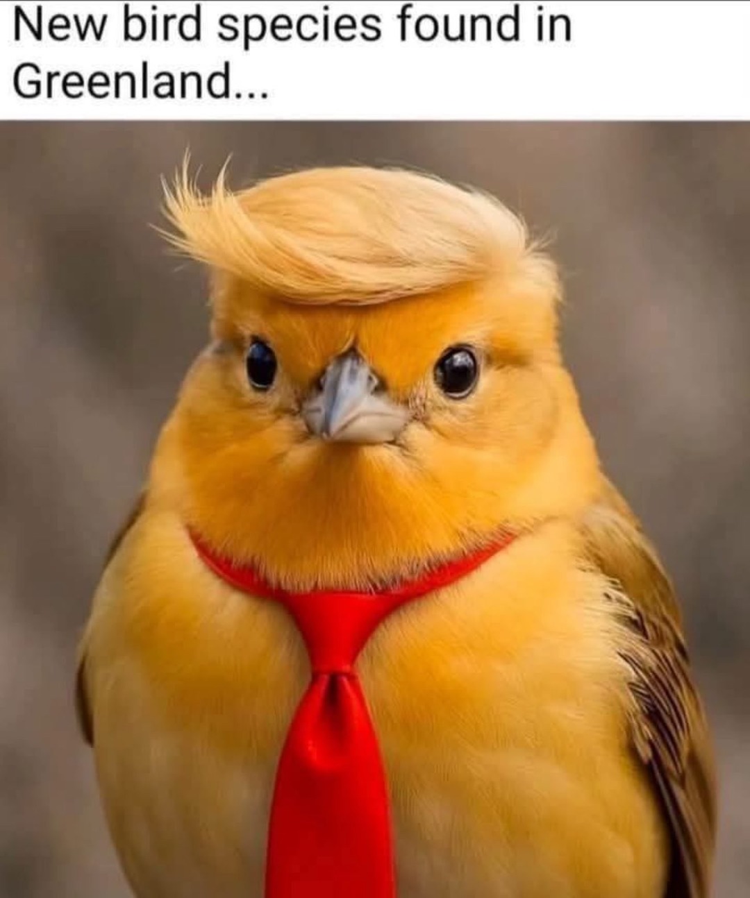 MAGA Bird - meme