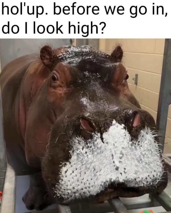 Title - meme