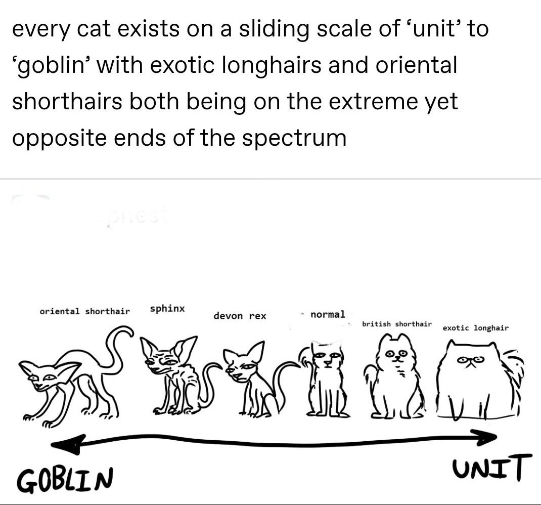Includes "cat software" animals like foxes and crows - meme
