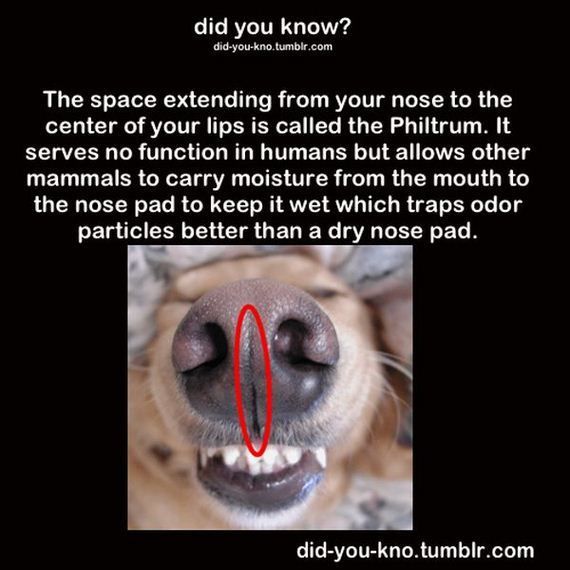 This is why ur dog’s nose is always wet - meme
