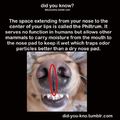 This is why ur dog’s nose is always wet