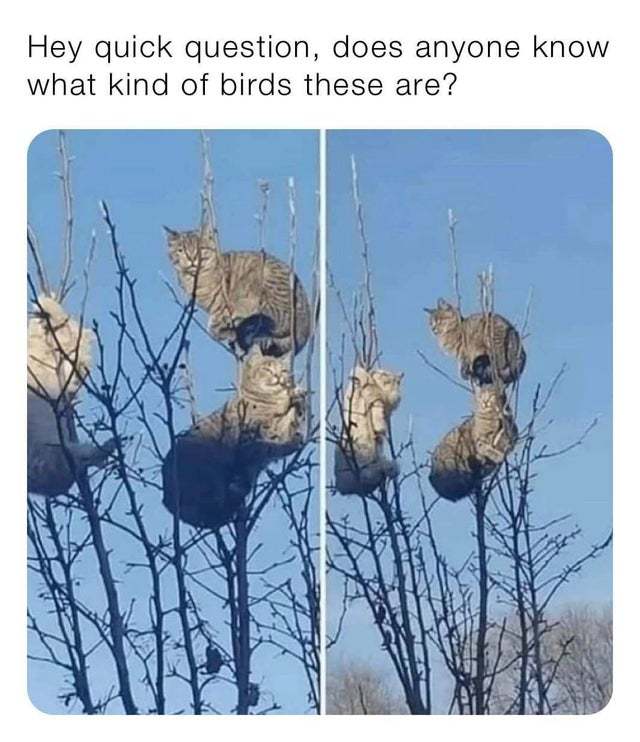 What kind of birds are these? - meme