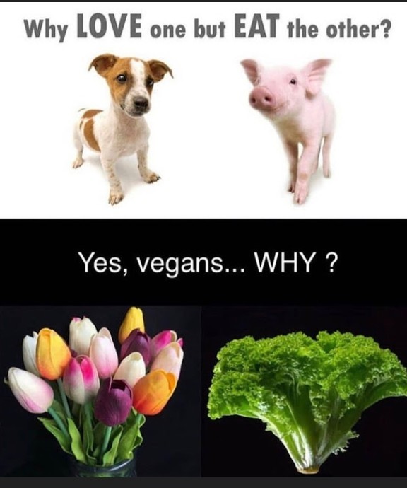 Cómo debatir contra un vegano inteligentemente - meme