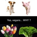 Cómo debatir contra un vegano inteligentemente