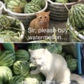buy watermellon
