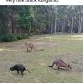 Rare black kangaroo