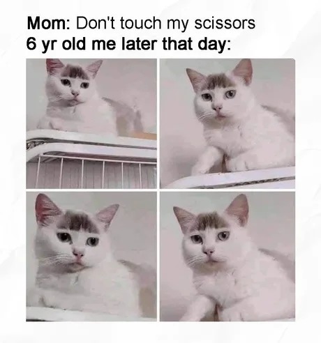 looking fresh catto, great hairCAT - meme