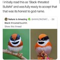 Birb lookking real ferocious in the first pic
