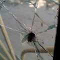 mosca bombadafodasekkjjjk