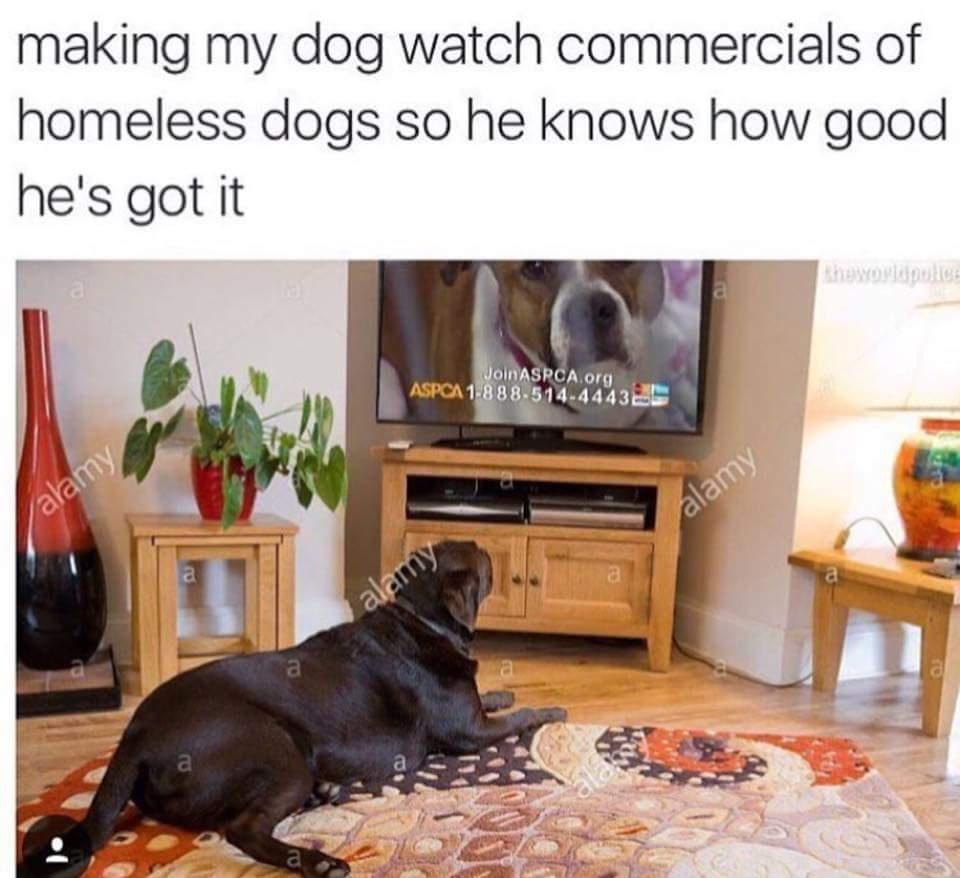 You got it good dog - meme