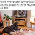 You got it good dog