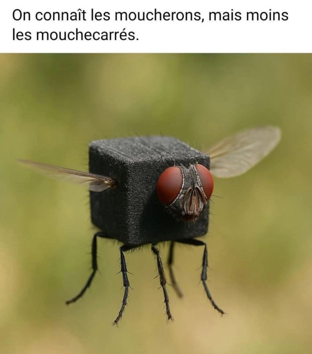 Les mouchecarrés fléau méconnu - meme