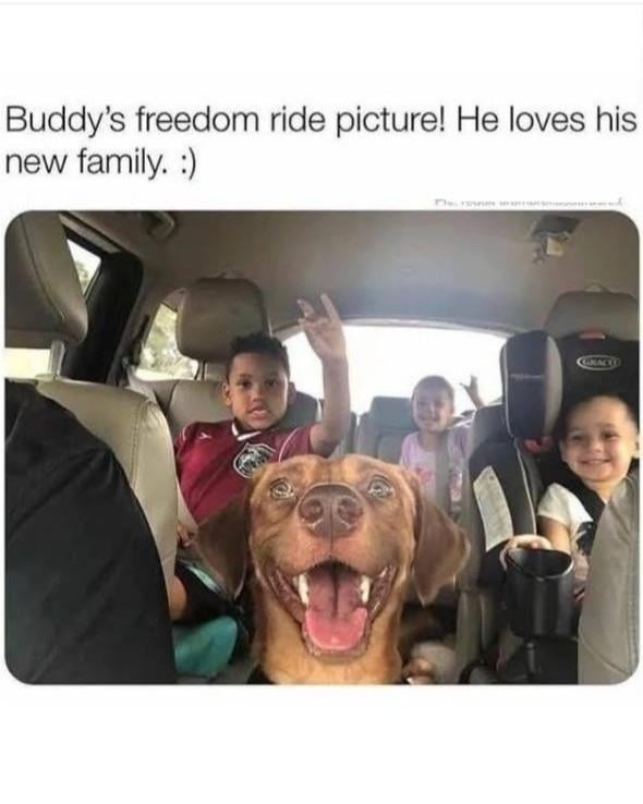 Freedom ride unlocked. Buddy got his forever home - meme